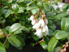 Vaccinium vitis-idaea